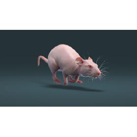 3D Rat Hairless Animated